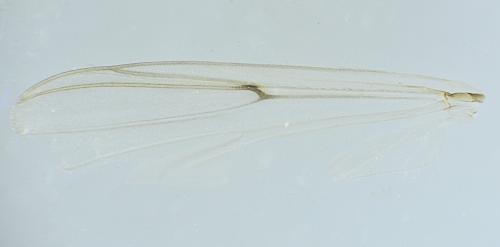 Réf. 288 439 : Chironomus sp.